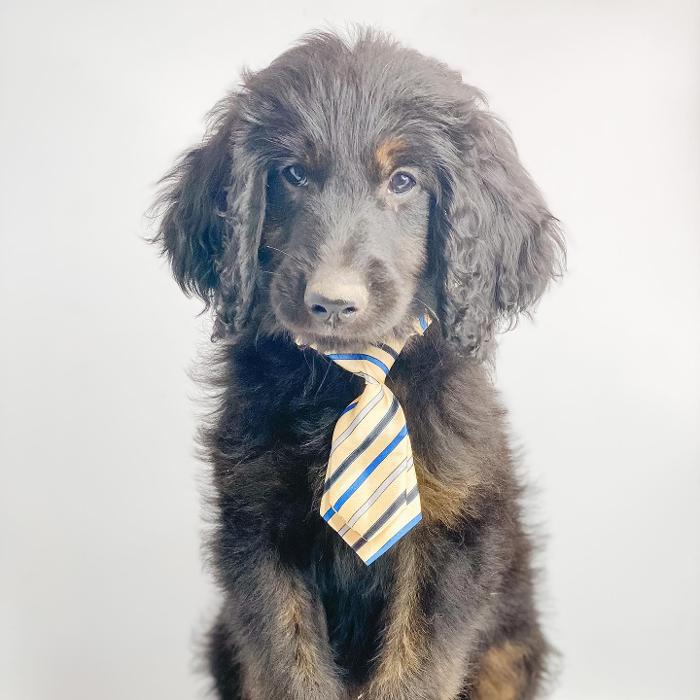 Camp Doodle Woods - Pasco, WA