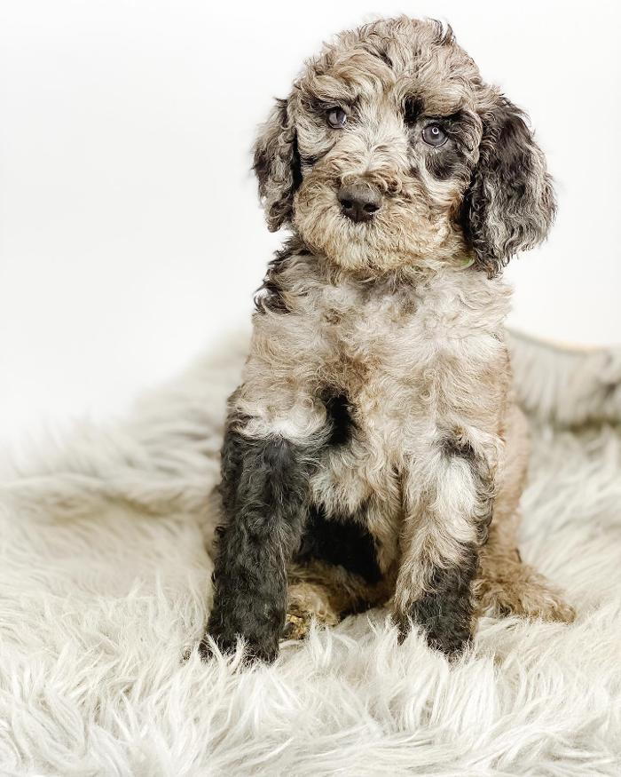 Camp Doodle Woods - Pasco, WA