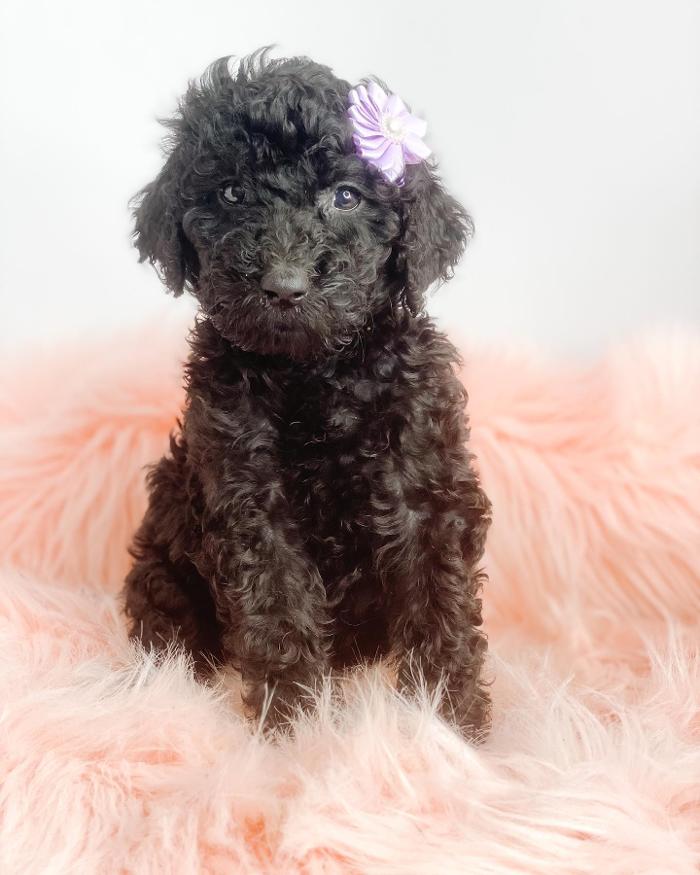 Camp Doodle Woods - Pasco, WA