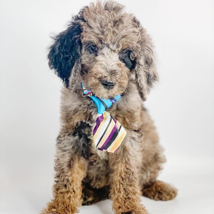 Camp Doodle Woods - Pasco, WA