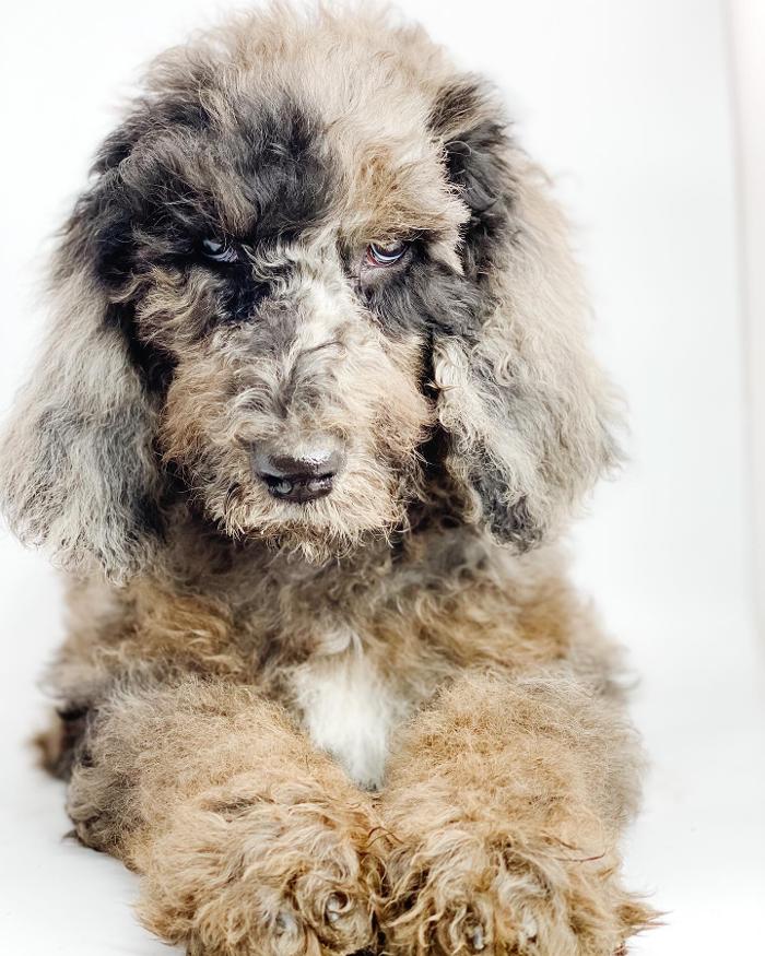 Camp Doodle Woods - Pasco, WA