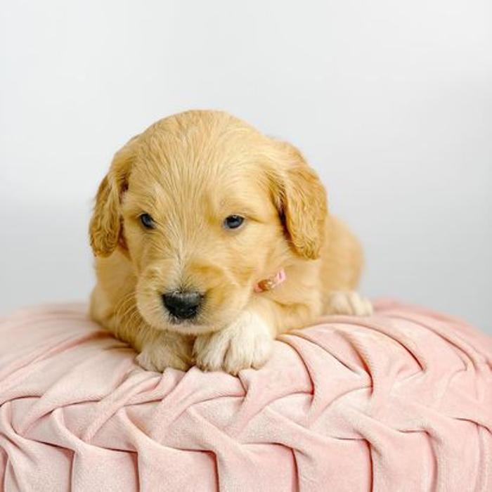 Camp Doodle Woods - Pasco, WA