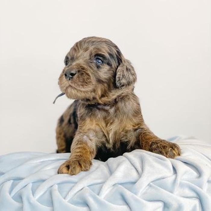 Camp Doodle Woods - Pasco, WA