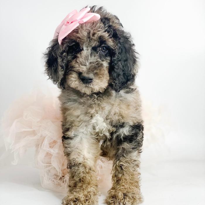 Camp Doodle Woods - Pasco, WA