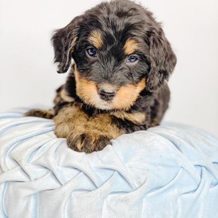 Camp Doodle Woods - Pasco, WA