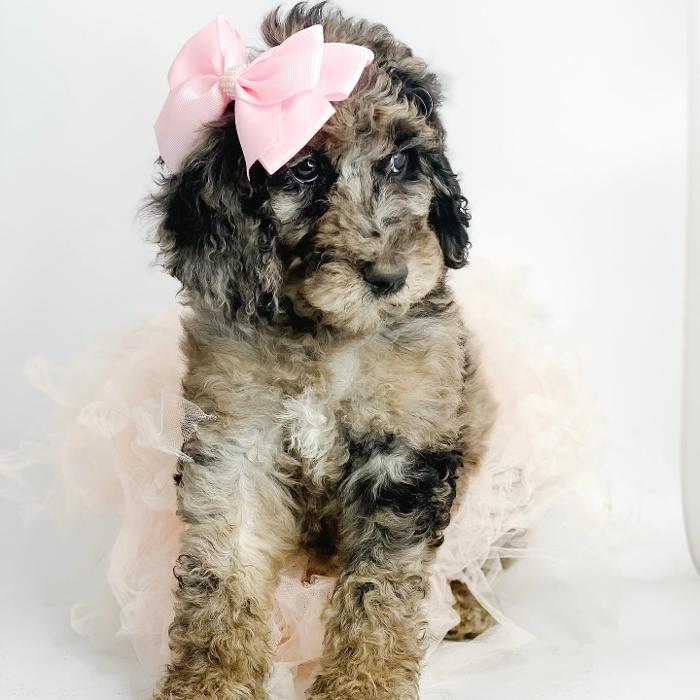 Camp Doodle Woods - Pasco, WA