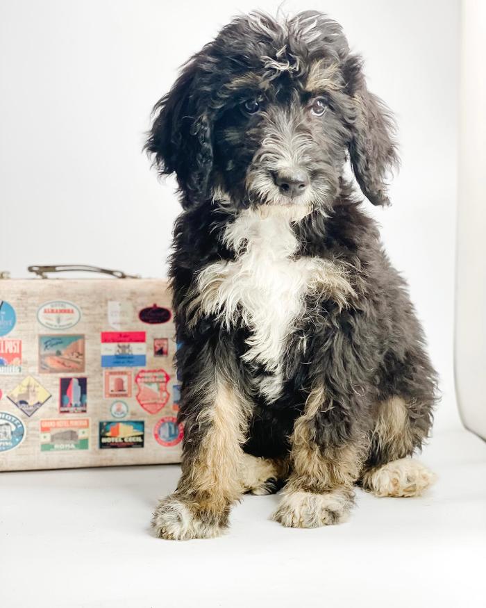 Camp Doodle Woods - Pasco, WA