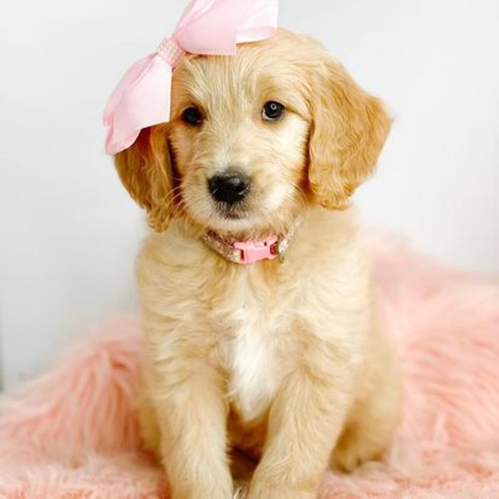 Camp Doodle Woods - Pasco, WA