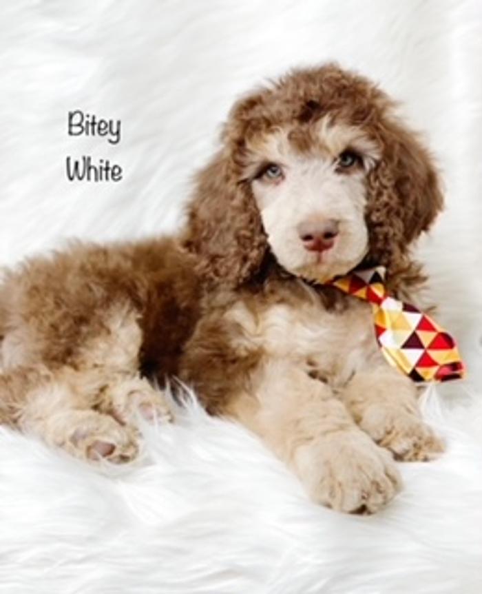 Camp Doodle Woods - Pasco, WA