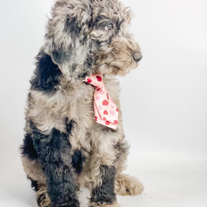 Camp Doodle Woods - Pasco, WA