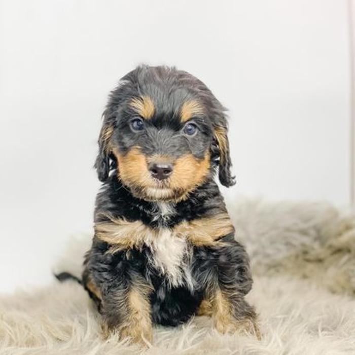 Camp Doodle Woods - Pasco, WA