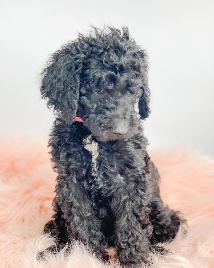 Camp Doodle Woods - Pasco, WA