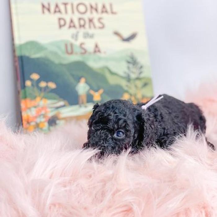 Camp Doodle Woods - Pasco, WA