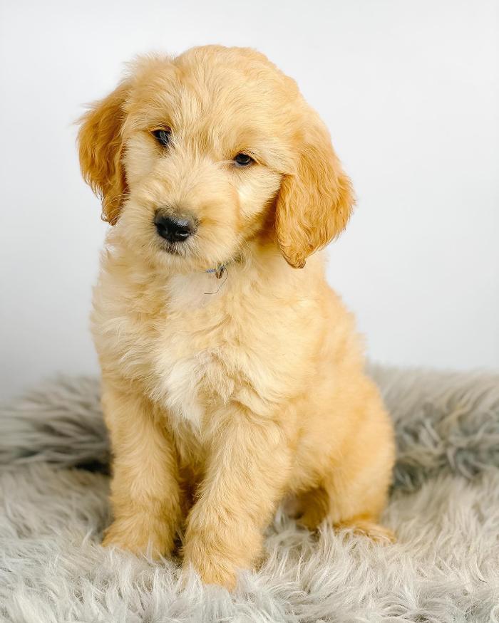 Camp Doodle Woods - Pasco, WA