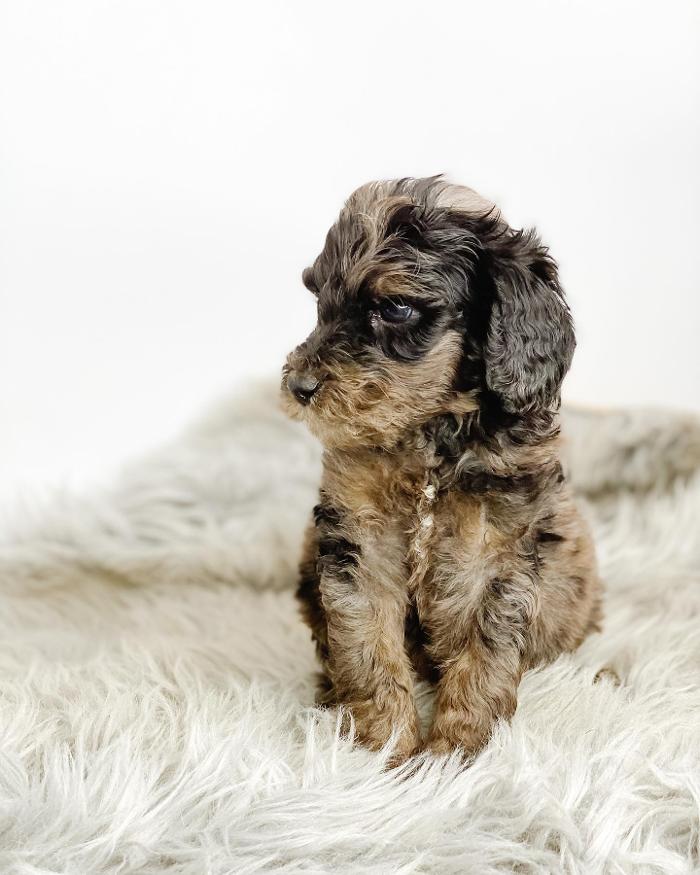 Camp Doodle Woods - Pasco, WA