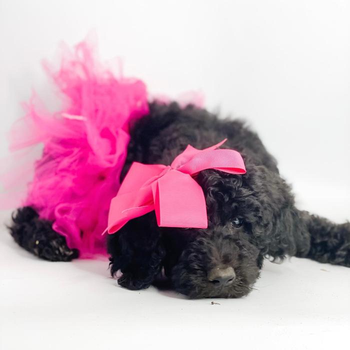 Camp Doodle Woods - Pasco, WA