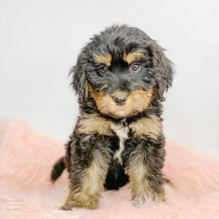 Camp Doodle Woods - Pasco, WA