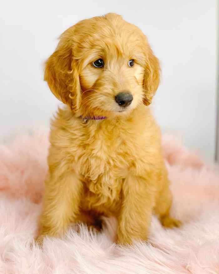 Camp Doodle Woods - Pasco, WA