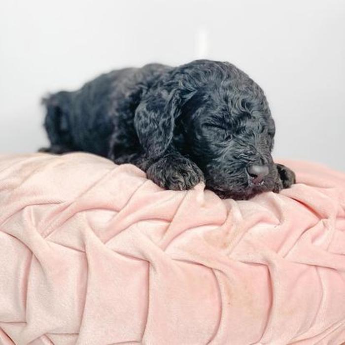 Camp Doodle Woods - Pasco, WA