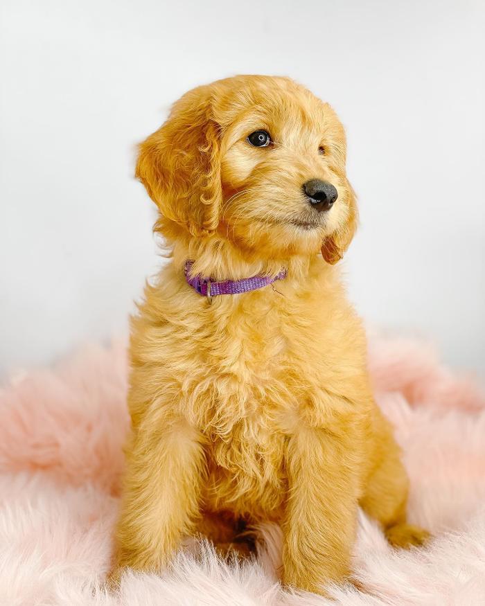 Camp Doodle Woods - Pasco, WA