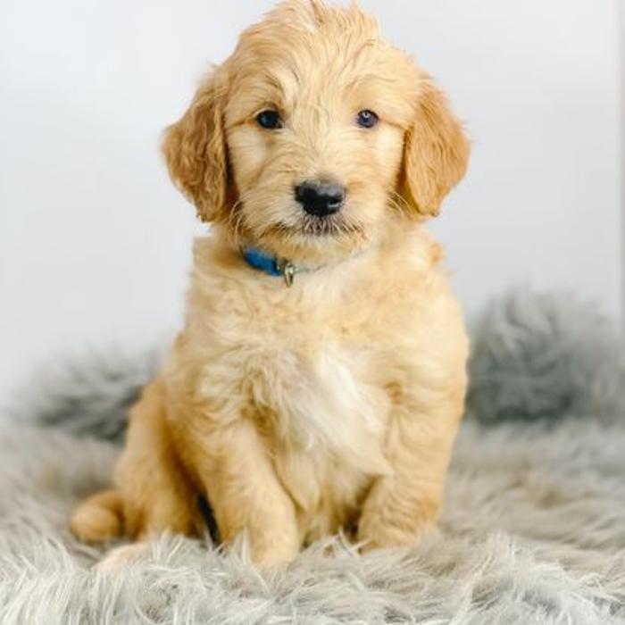 Camp Doodle Woods - Pasco, WA