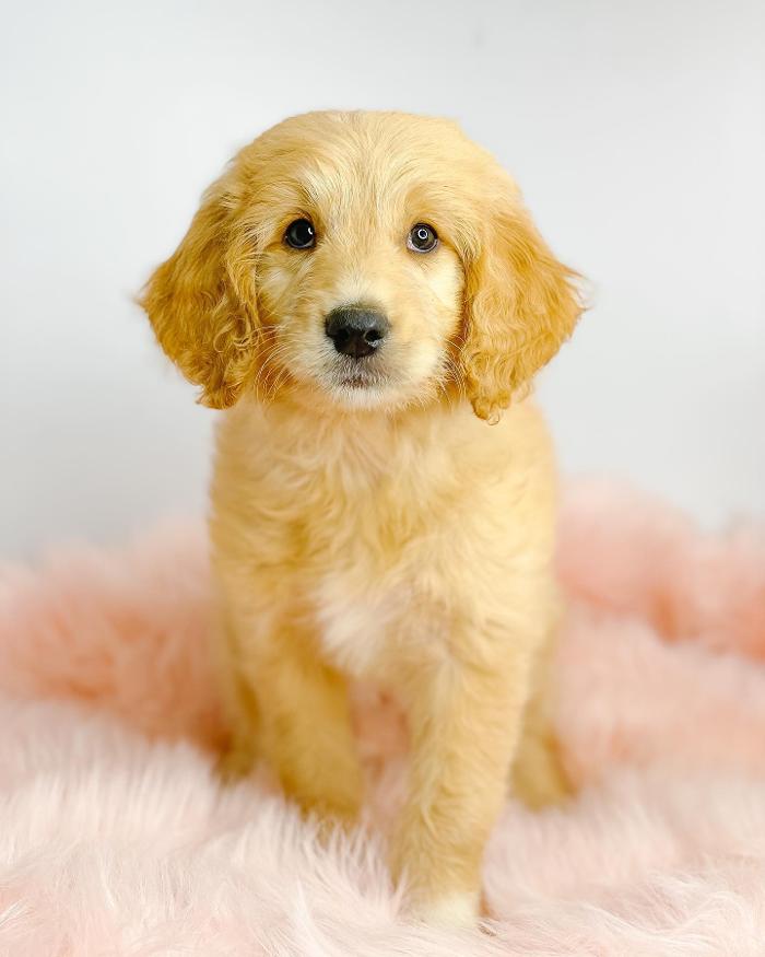 Camp Doodle Woods - Pasco, WA