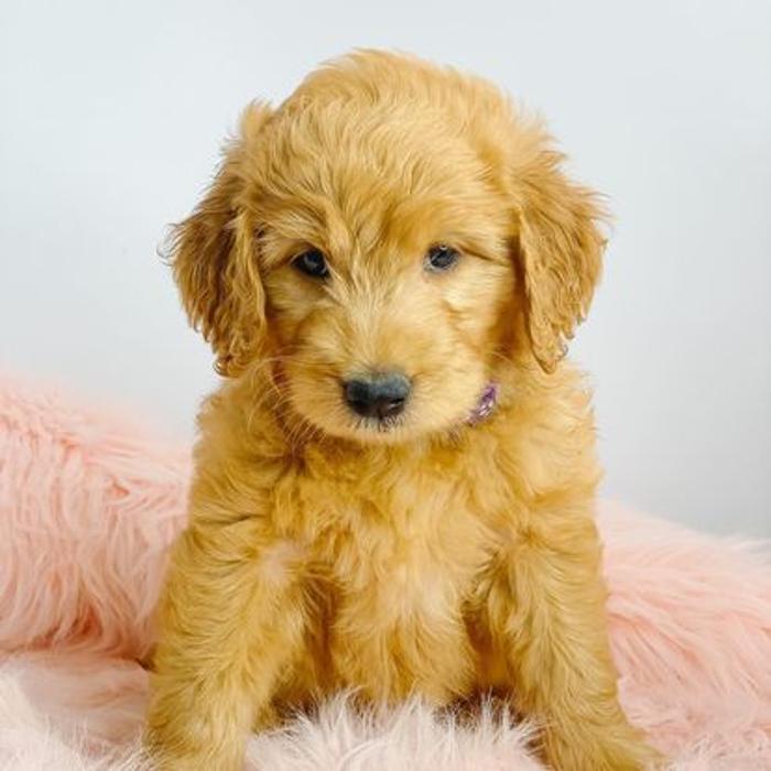 Camp Doodle Woods - Pasco, WA