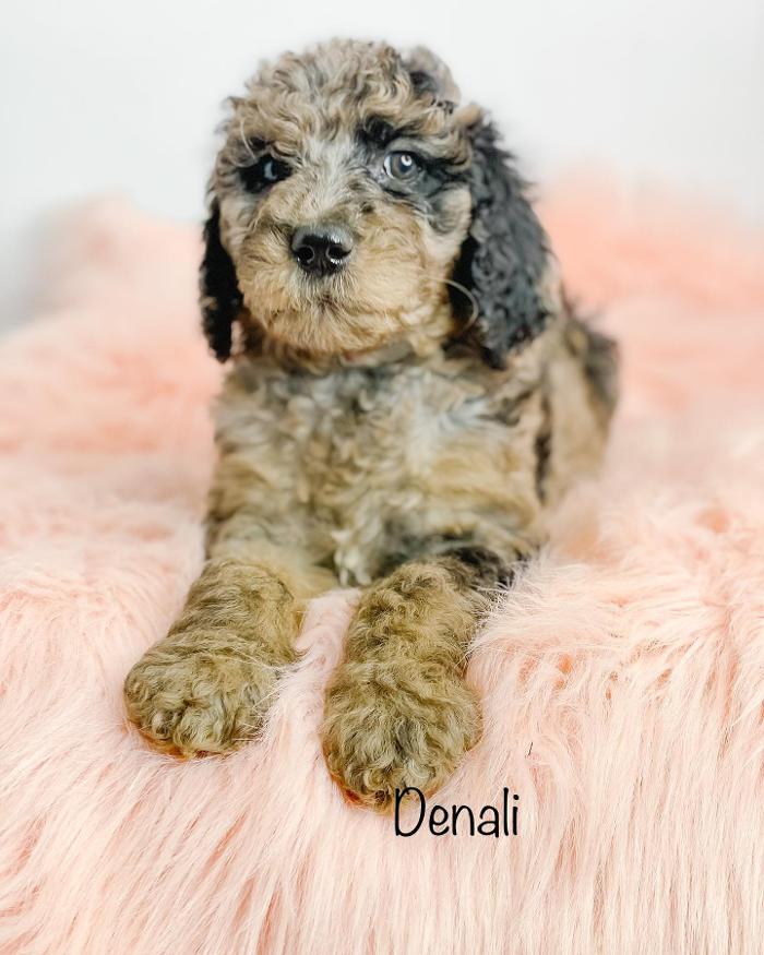 Camp Doodle Woods - Pasco, WA