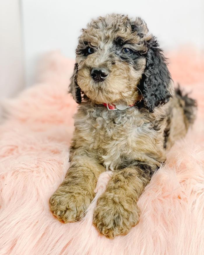 Camp Doodle Woods - Pasco, WA