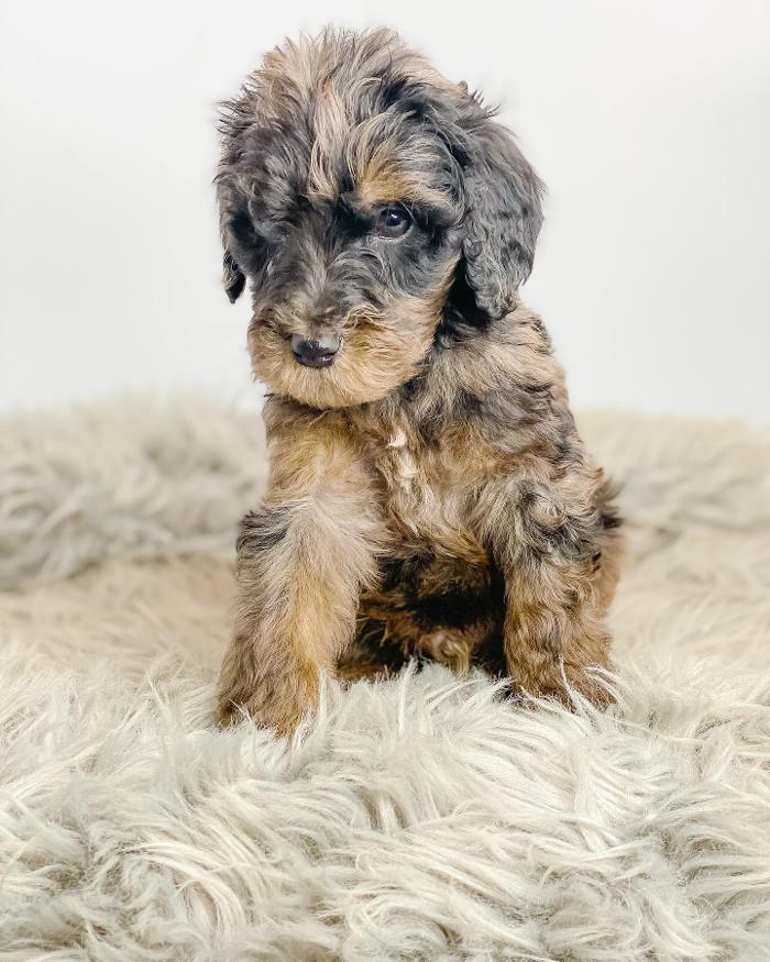 Camp Doodle Woods - Pasco, WA