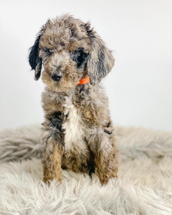 Camp Doodle Woods - Pasco, WA