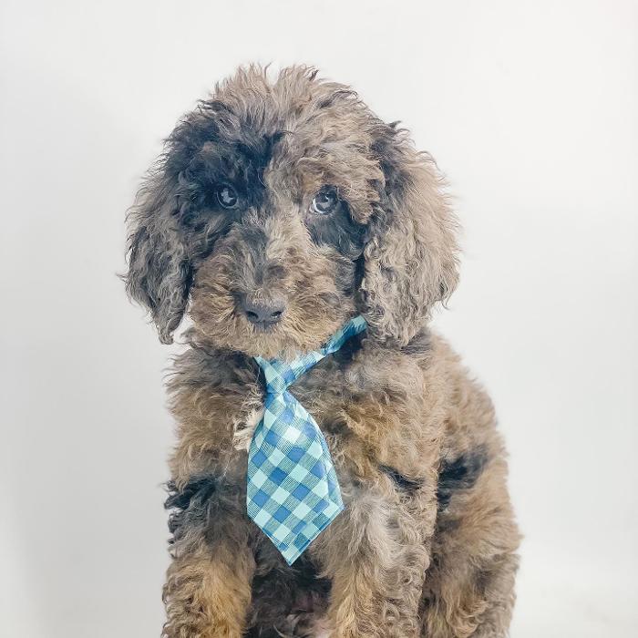 Camp Doodle Woods - Pasco, WA