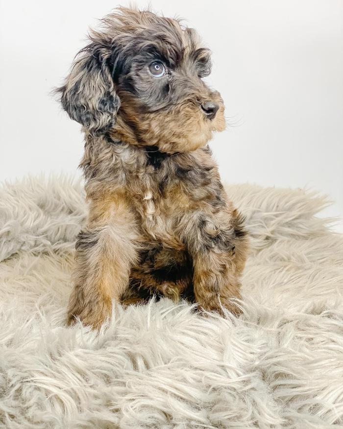 Camp Doodle Woods - Pasco, WA