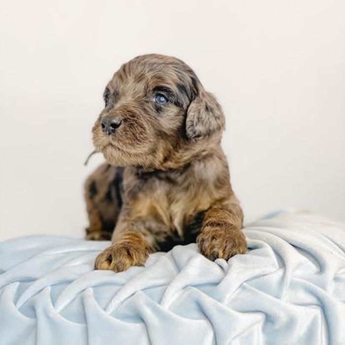 Camp Doodle Woods - Pasco, WA