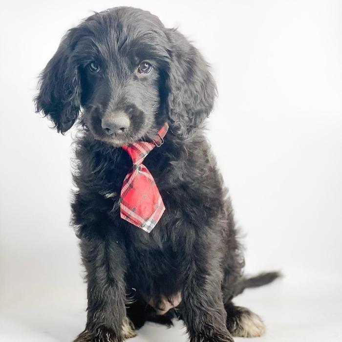 Camp Doodle Woods - Pasco, WA