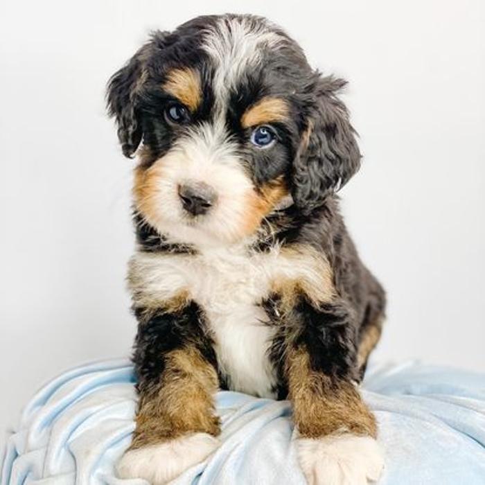 Camp Doodle Woods - Pasco, WA