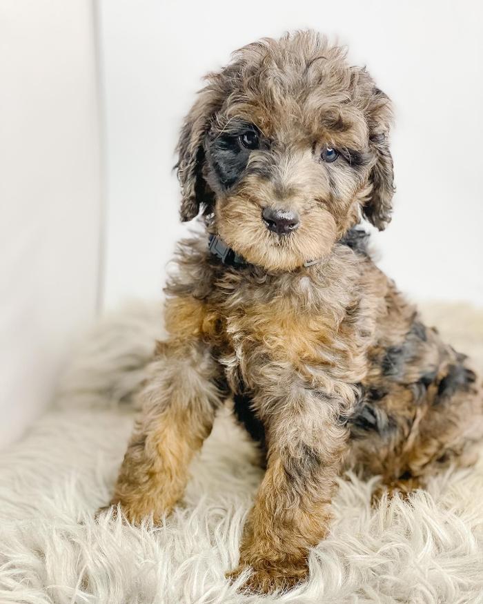 Camp Doodle Woods - Pasco, WA