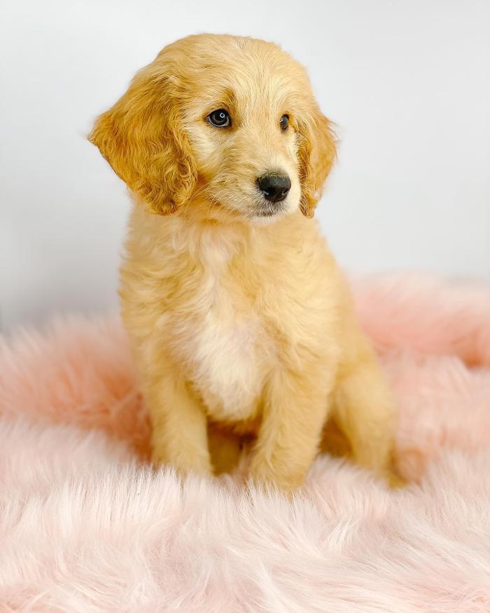 Camp Doodle Woods - Pasco, WA