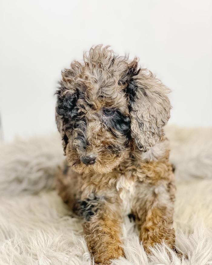 Camp Doodle Woods - Pasco, WA