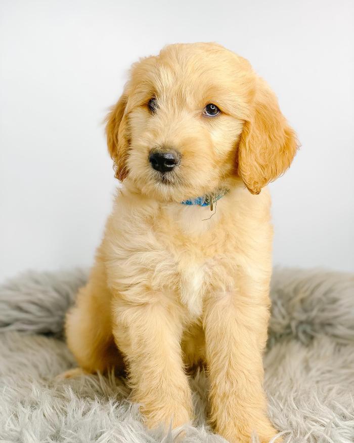 Camp Doodle Woods - Pasco, WA