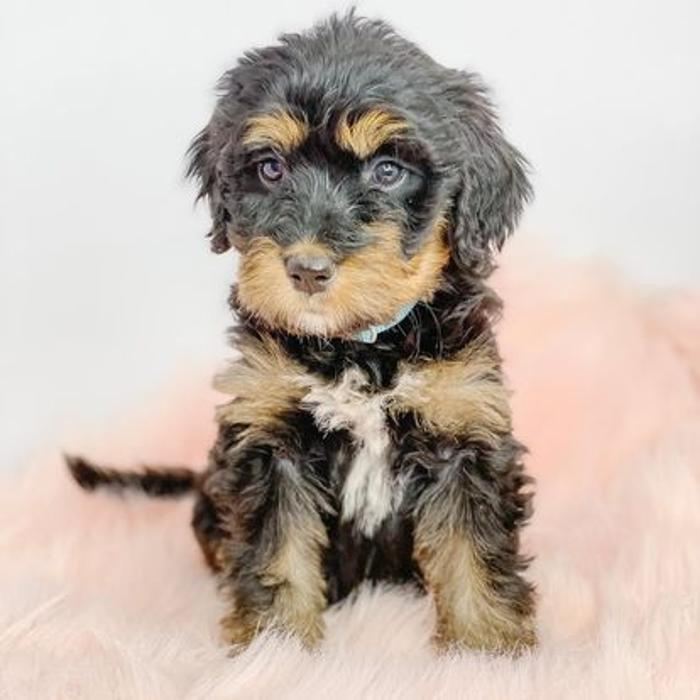 Camp Doodle Woods - Pasco, WA