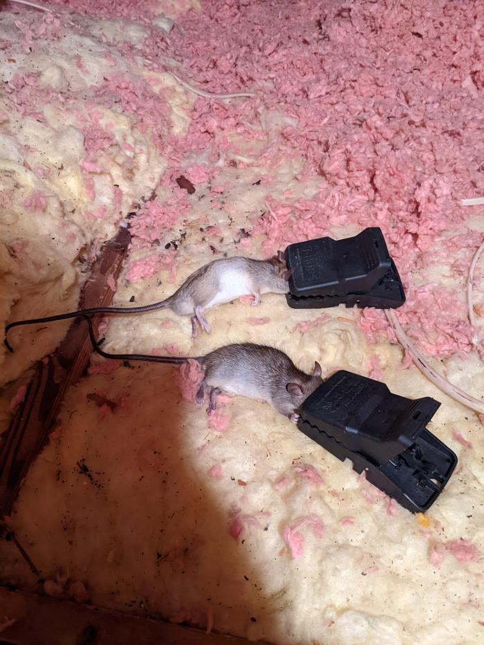 Pest Control Pro - Jupiter, FL