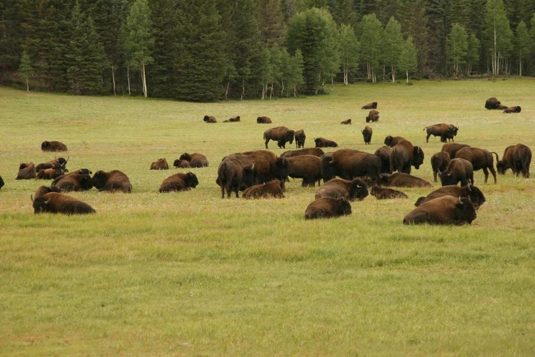 Glacier Grizzly Resort - Browning, MT