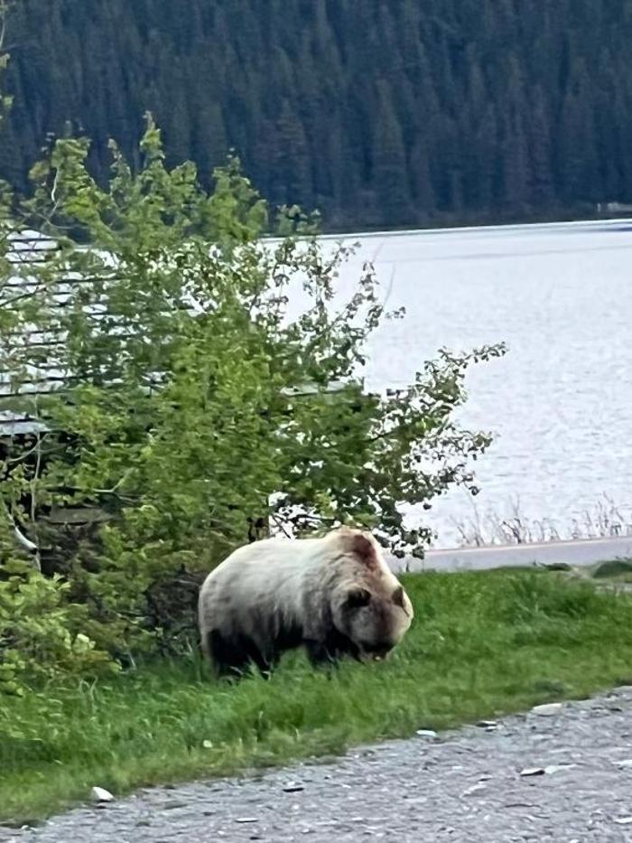 Glacier Grizzly Resort - Browning, MT