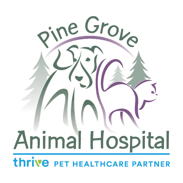 Pine Grove Animal Hospital, A Thrive Pet Healthcare Partner