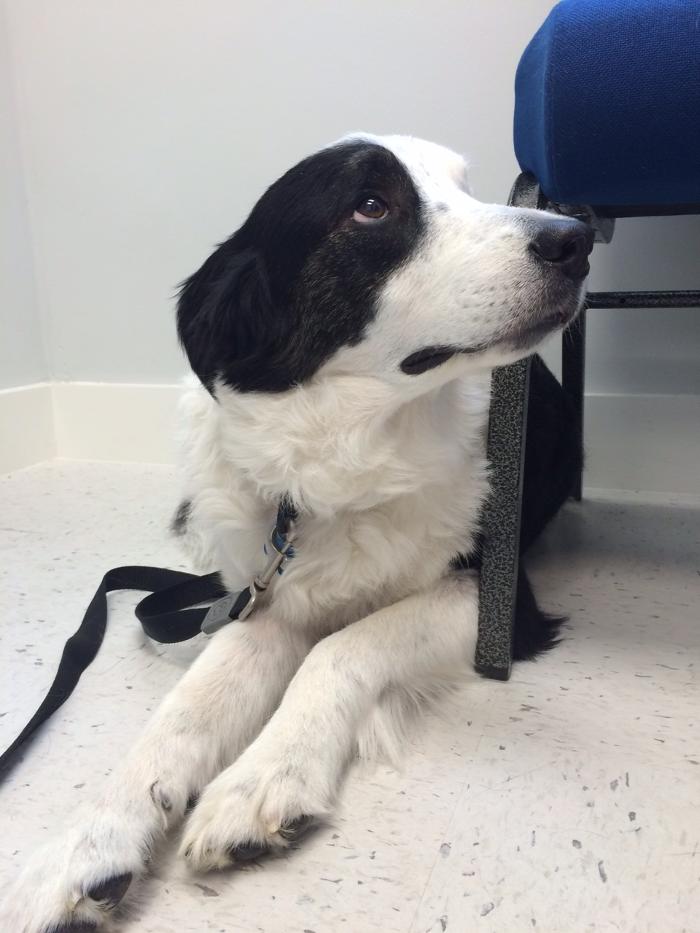 Dermatology for Animals - Oakland Image