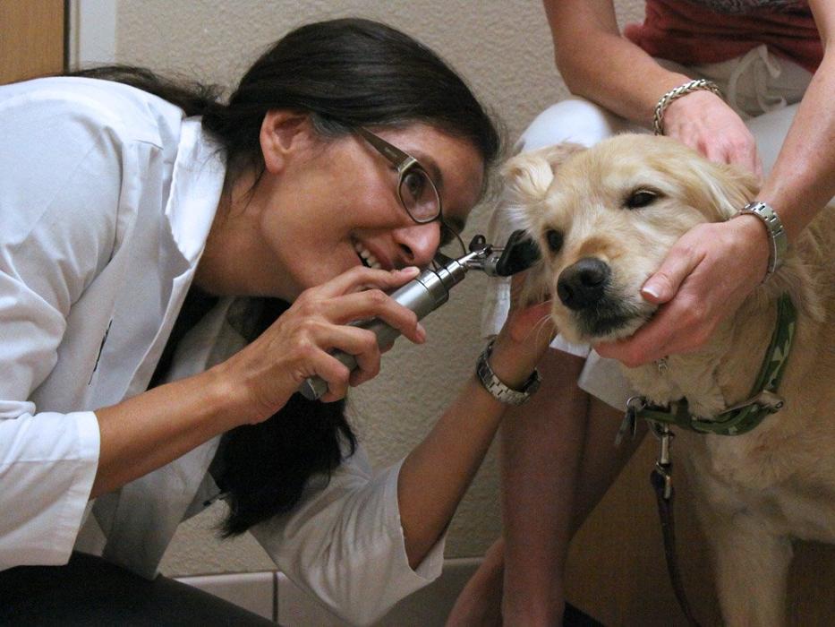 Dermatology for Animals - Oakland Image