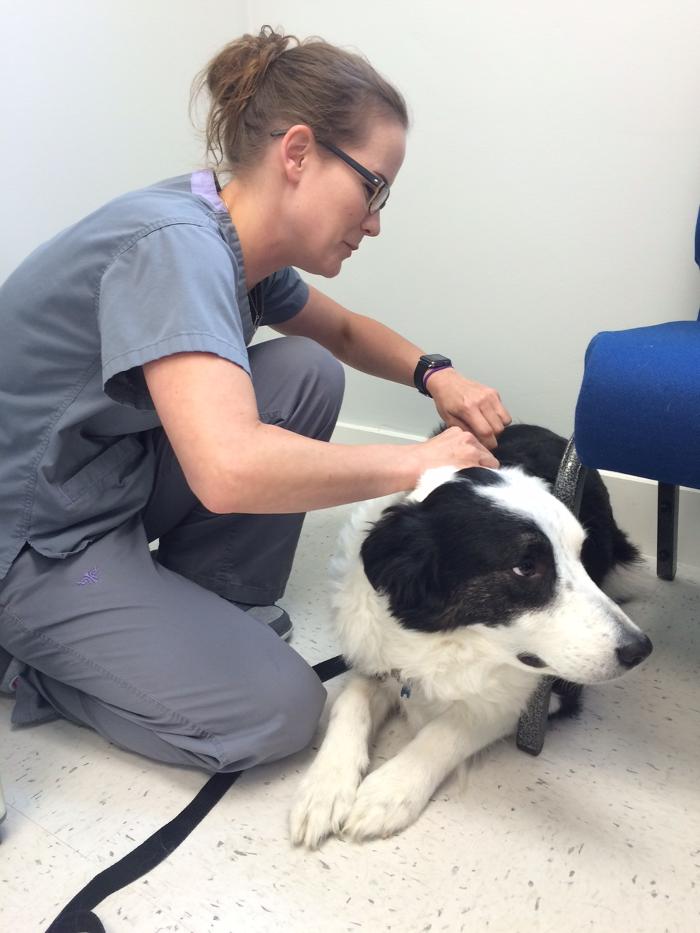Dermatology for Animals - Oakland Image