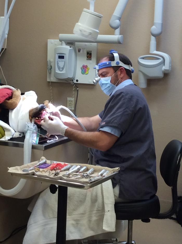 Arizona Veterinary Dental Specialists - Gilbert Image