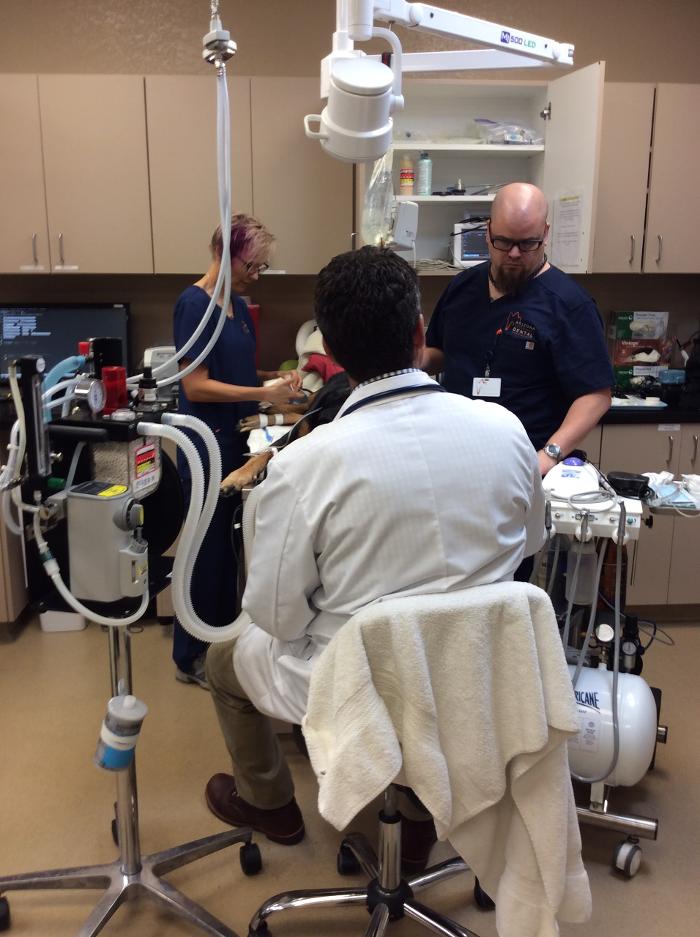Arizona Veterinary Dental Specialists - Gilbert Image